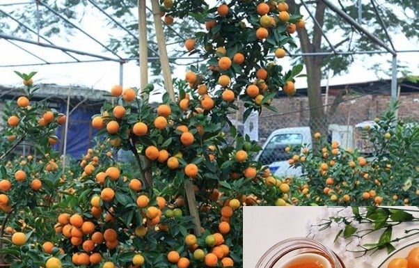 Can you eat decorative kumquats during Tet? Many people are mistaken.