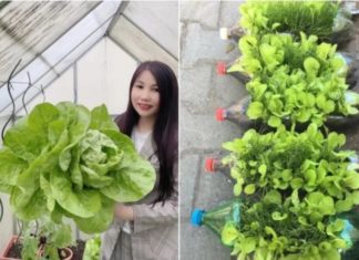 Seasoning the vegetable garden around the house, the daughter-in-law astonishes her mother-in-law with lush and vibrant greens.
