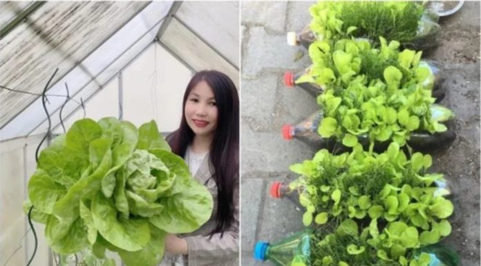 Seasoning the vegetable garden around the house, the daughter-in-law astonishes her mother-in-law with lush and vibrant greens.