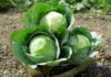 Cheap cabbage, eat 3-4 times a week to support cancer prevention, boost immunity, don’t waste money.