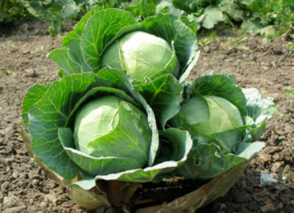 Cheap cabbage, eat 3-4 times a week to support cancer prevention, boost immunity, don’t waste money.