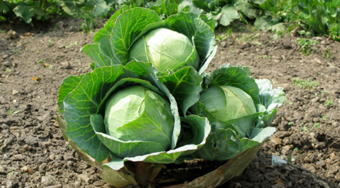 Cheap cabbage, eat 3-4 times a week to support cancer prevention, boost immunity, don’t waste money.