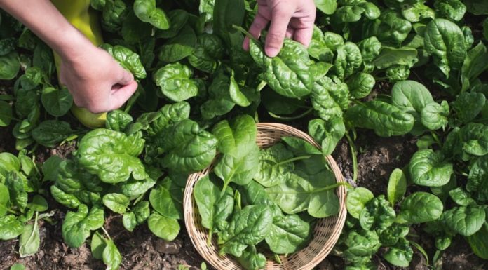 High-Protein, Nutrient-Rich Super Veggie: A Cheap and Healthy Alternative to Meat and Fish, Only 10,000 VND per Bundle at the Market