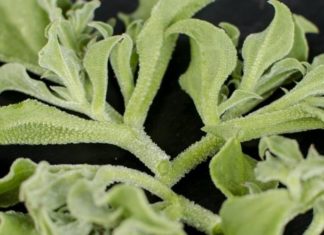 The Superfood Snow Fungus: Why This Delicacy Costs More Than Meat and How to Source It.