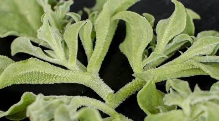 The Superfood Snow Fungus: Why This Delicacy Costs More Than Meat and How to Source It.