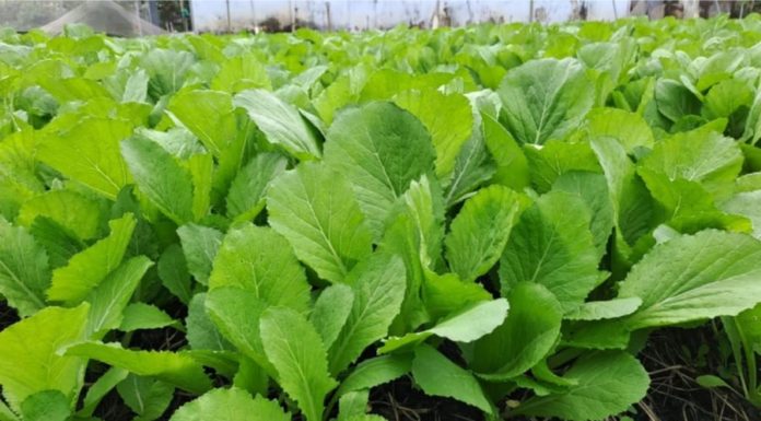 Beware of these delicious-looking and cheap vegetables during the high price season