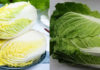 Which Color Cabbage Should You Buy: Green or White?