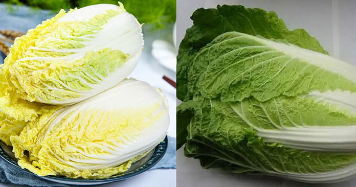Which Color Cabbage Should You Buy: Green or White?