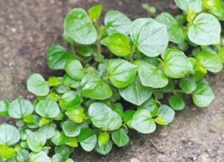 The Cancer-Fighting Superfood: Transforming a Weed into a Healthy and Delicious Dish