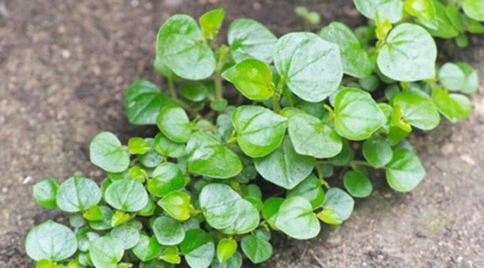 The Cancer-Fighting Superfood: Transforming a Weed into a Healthy and Delicious Dish