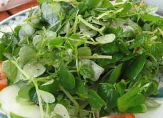 Wild Cabbage: A Cancer-Fighting Green Leafy Vegetable