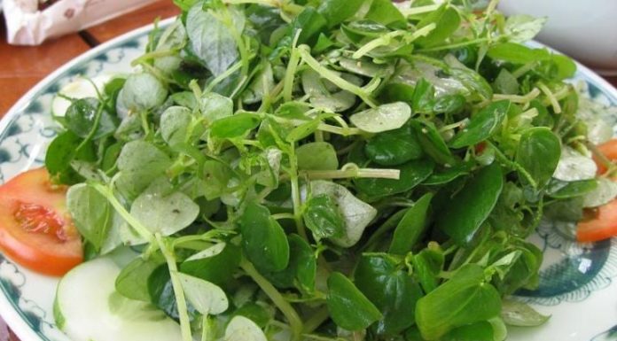 Wild Cabbage: A Cancer-Fighting Green Leafy Vegetable