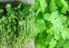 6 Groups of People Who Shouldn’t Eat Cilantro