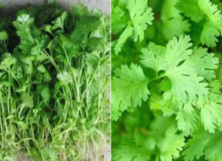 6 Groups of People Who Shouldn’t Eat Cilantro