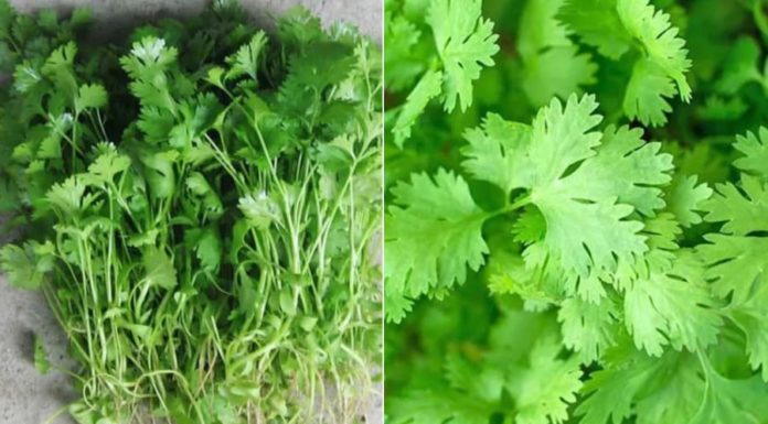 6 Groups of People Who Shouldn’t Eat Cilantro
