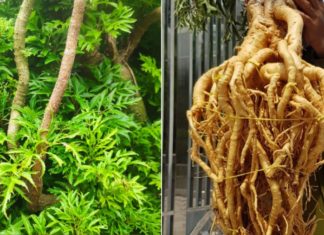 The Benefits of Drinking Ginseng Root Water