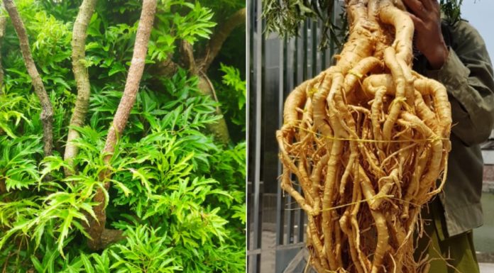 The Benefits of Drinking Ginseng Root Water