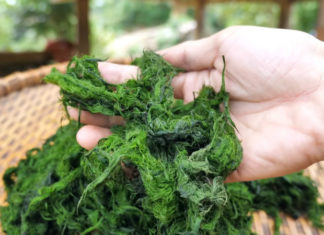 How to Make Deep-Fried Rock Moss – An Overview of the Specialty Dish from the Northwest Coast
