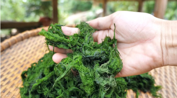 How to Make Deep-Fried Rock Moss – An Overview of the Specialty Dish from the Northwest Coast