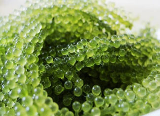 Examining the Differences Between Fresh, Dried, and Rehydrated Seaweed