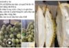 Seller reveals the truth about cheap Ri 6 durians, only 45,000 VND/kg: How to choose the best ones with abundant flesh and small seeds