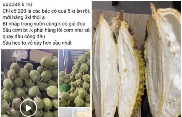 Seller reveals the truth about cheap Ri 6 durians, only 45,000 VND/kg: How to choose the best ones with abundant flesh and small seeds