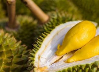7 Simple Solutions for Speeding Up Durian Ripening