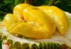 Identifying and Selecting Delectable Cai Mon Durians: A How-To Guide