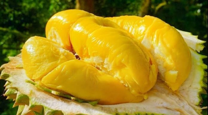 Identifying and Selecting Delectable Cai Mon Durians: A How-To Guide