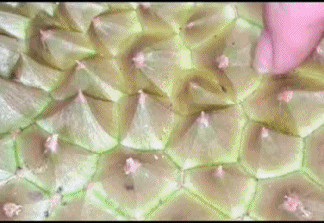 The Ultimate Guide to Choosing the Best Durian: Check out this tip!