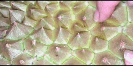 The Ultimate Guide to Choosing the Best Durian: Check out this tip!