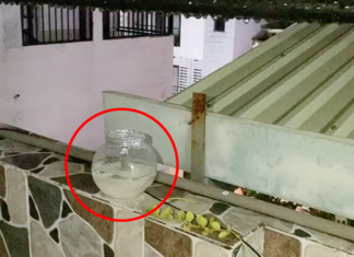 Boy finds an Unexpectedly Heartbreaking End when Trying to Chase Away Ants with a Jar of Sugar