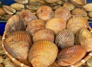 Where to Buy Razor Clam for Delicious Dishes and Their Costs