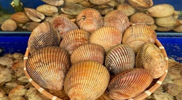 Where to Buy Razor Clam for Delicious Dishes and Their Costs