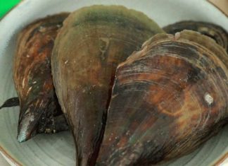 Uncovering the Wonders of Sò Mai: Price, Availability, and Recipes