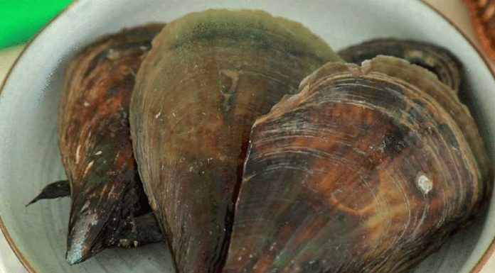 Uncovering the Wonders of Sò Mai: Price, Availability, and Recipes