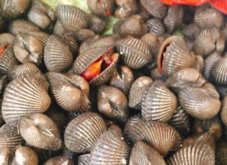 People who should not eat blood clams
