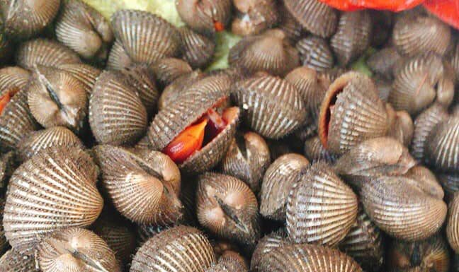 People who should not eat blood clams