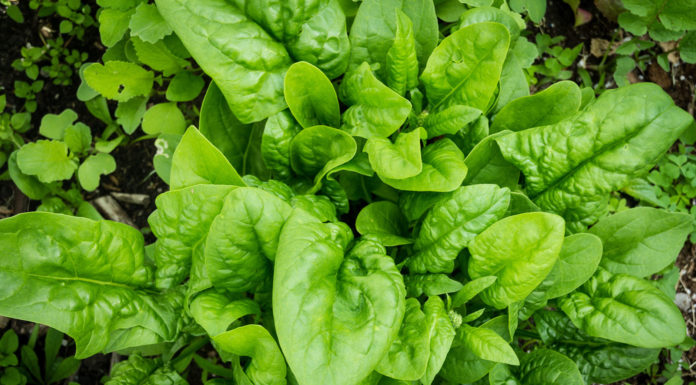 Comparing Rau Chân V?t to Rau M?ng Toi and Finding Where to Buy It