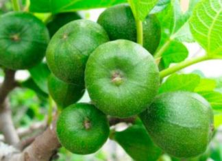 Which Age is Most Suitable for Planting Sung Trees: Growing a Prosperous and Abundant Family Tree