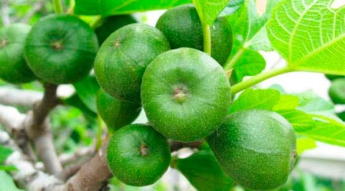 Which Age is Most Suitable for Planting Sung Trees: Growing a Prosperous and Abundant Family Tree