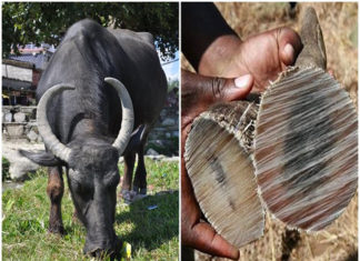 Tantalizing Cuisine Made Possible by Buffalo Horns and Skin