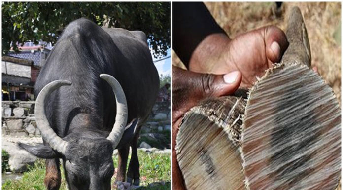 Tantalizing Cuisine Made Possible by Buffalo Horns and Skin