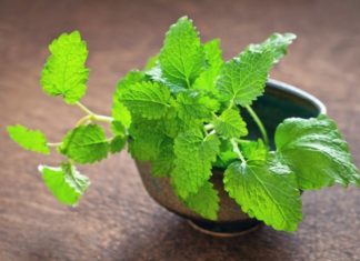 A lifesaver for insomniacs: An available remedy in Vietnam