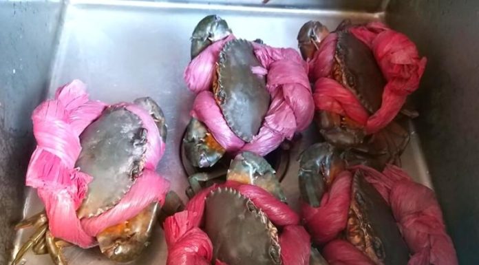 What is the Purpose of Tying Sea Crabs with Hydrated Ropes?