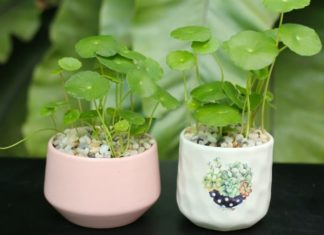 Money Tree – A Plant that brings Prosperity, Health, and Abundant Wealth