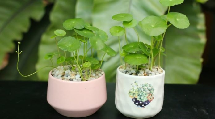 The Magical Money Tree: Unlocking the Secrets of Rapid Wealth, Health and Prosperity with Centella asiatica.