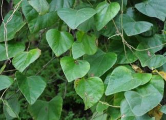 Investigating the Contrasts Between Agar Agar and Jelly