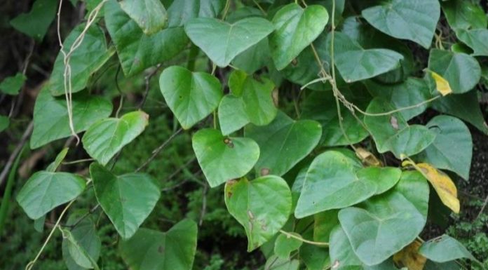 Investigating the Contrasts Between Agar Agar and Jelly