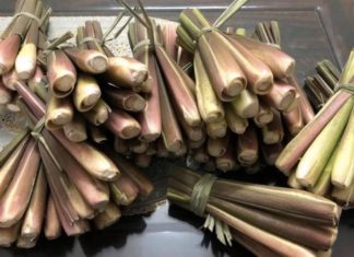 The Unveiling of an Unprecedented Thirst for Wild-Grown Vegetable Delights